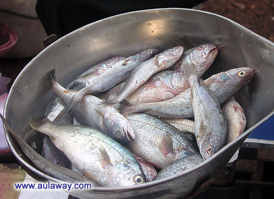 Рыбка, типа нашей плотвы. На рыбном рынке в паре км от Сиолима