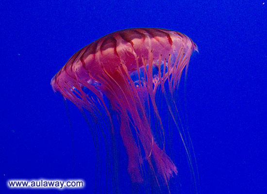 Очень красивые фото медузы