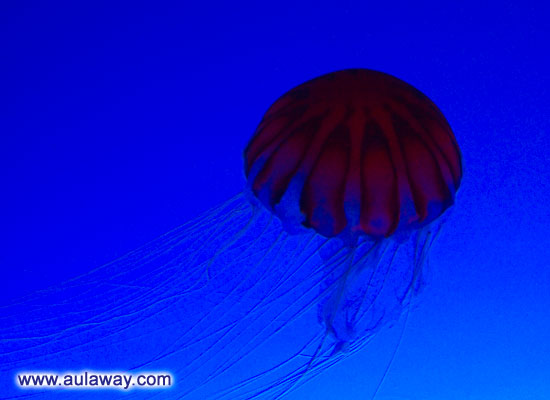Очень красивые фото медузы