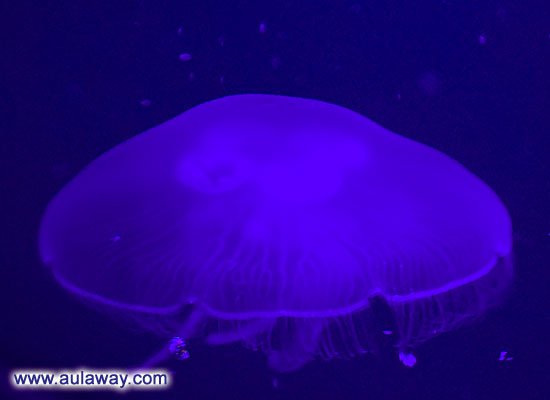Фотография медузы.