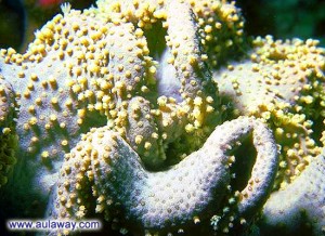 Кораллы моря