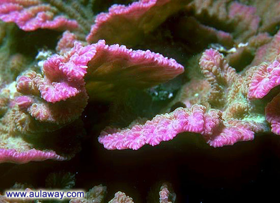 Кораллы моря