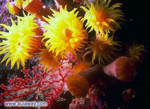 Подводные цветы.