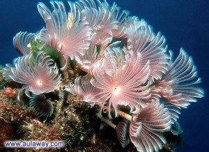 Подводные цветы.